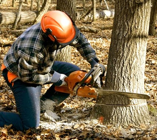 Tree Removal in Port Bolivar, TX